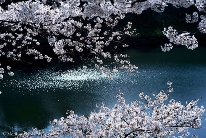 写真家 森川 昇が14年にわたって撮り続けてきた千鳥ヶ淵の豊かな表情、写真集『CHIDORIGAFUCHI』発刊のメイン画像