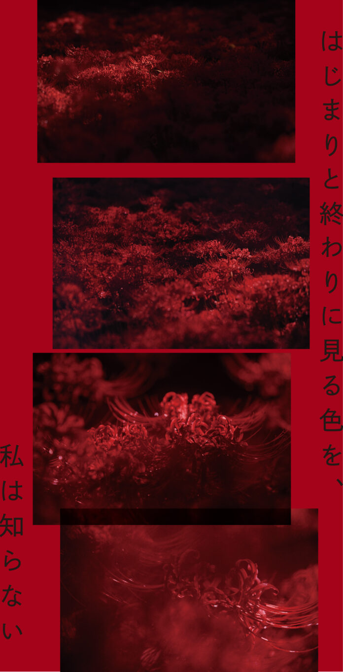 【東條會館写真研究所】井上佐由紀「はじまりと終わりに見る色を、私は知らない」＜2025年10月31日（金）〜12月21日（日）＞のメイン画像