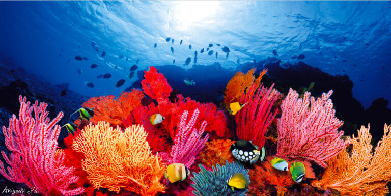 深いブルーに包まれた海底世界で繰り広げられる、命と色彩が奏でる愛のシンフォニー！「海中の色彩の発見者」伊東昭義による最新刊『奇跡の海物語　伊東昭義』が、8月20日刊行されました！のメイン画像