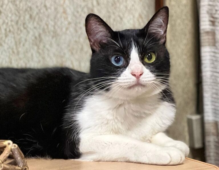 【キット先行販売中】11月18日(月)アーティストが教えるオンラインレッスン「pecola(ペコラ)」第１弾アーティスト、Wakuneco.初の初心者向けレッスン“羊毛フェルト猫をつくる”をオープンのメイン画像