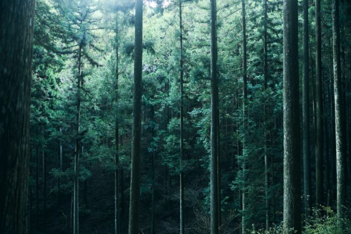 中村圭佑率いるDAIKEI MILLSとの協業プロジェクト「A Tree（エイ・ツリー）」始動のメイン画像