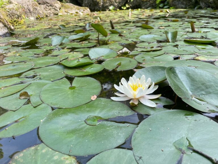 新緑に包まれた美術館で、モネの《睡蓮》と民藝の名品をたのしむのメイン画像