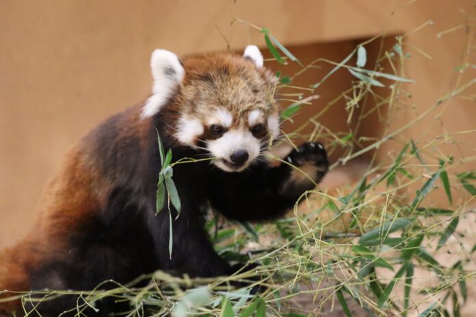 【9/21（土）は「国際レッサーパンダデー】レッサーパンダの聖地・日本平動物園で９月７日（土）からその生態や魅力に触れるイベント「国際レッサーパンダデー2024」開催のメイン画像