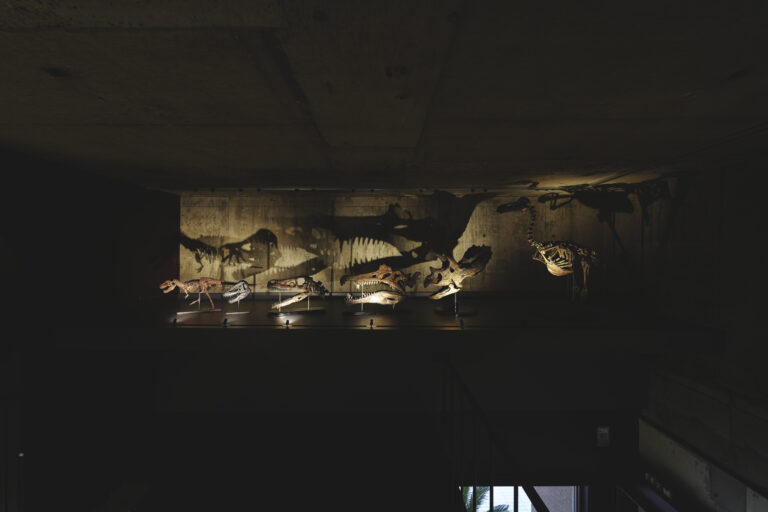 【福岡 8/23開催】オープン1周年記念「ナイトミュージアム 2025 by 買える化石博物館」を初開催。貴重な化石を先行公開。さらに来場者プレゼントものメイン画像