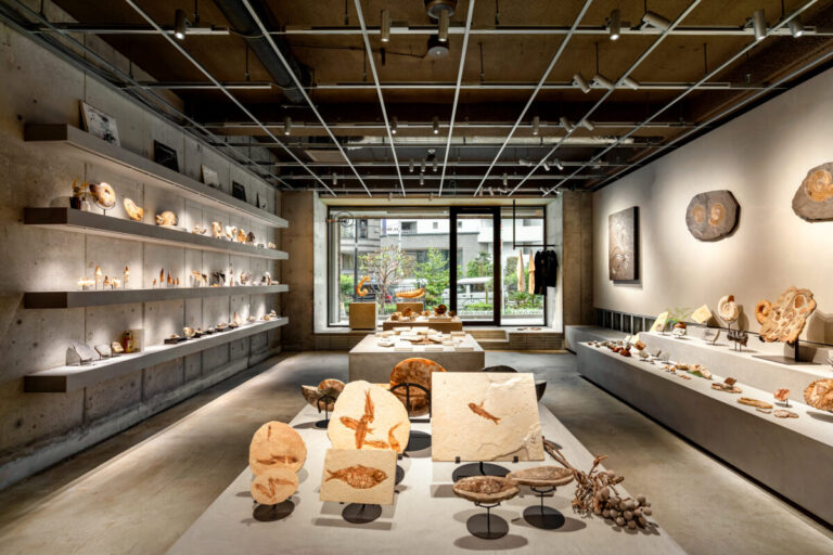 【東京・新宿】博物館級の化石が購入できる「買える化石博物館 TOKYO」がグランドオープン。GW期間中は数千万円クラスの大型化石も完売！東京初披露の希少な恐竜化石も多数。のメイン画像