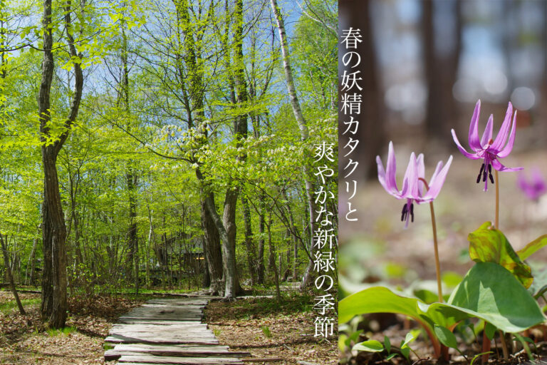 柳生博が創業した標高1360ｍのカフェ【山梨・八ヶ岳倶楽部】では、数週間しか咲かない春の花“カタクリ”が森の庭で見頃を迎え、GWからのシーズンインに向けて、山野草売り場もオープンしました！のメイン画像