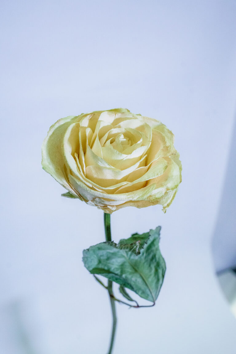 来場者80万人の「横浜開港祭」に初登場！特許出願中の“未来の植物標本”Mystic Flowerが3日間限定POPUP＆ワークショップ開催！のメイン画像