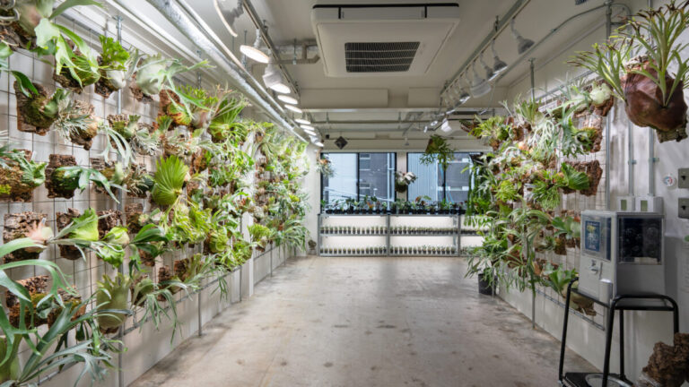 植物愛好家の聖地 「vandaka plants OSAKA」 が大阪・浪速区にオープンのメイン画像