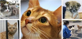 人気のシリーズ、猫を主役にした「童話の世界」の新作「猫が主役のマルチタオル」が「フェリシモ猫部™」から登場のサブ画像9