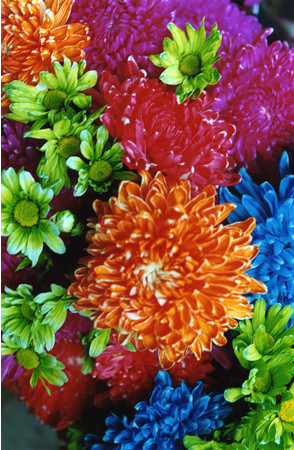 【OIL by 美術手帖】蜷川実花「花」展を10月7日（木）より開催。人気シリーズ「earthly flowers, heavenly colors」と「FLOWER ADDICT」を展示。のサブ画像3_蜷川実花《FLOWER ADDICT》（2009） C-print mounted on plexiglas ©mika ninagawa, Courtesy of Tomio Koyama Gallery