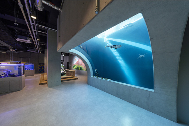 神戸の次世代水族館 アトア(átoa) が10/29いよいよOPEN！ のサブ画像3_太陽の光を取り入れたオーバーハング水槽「atoa sky」