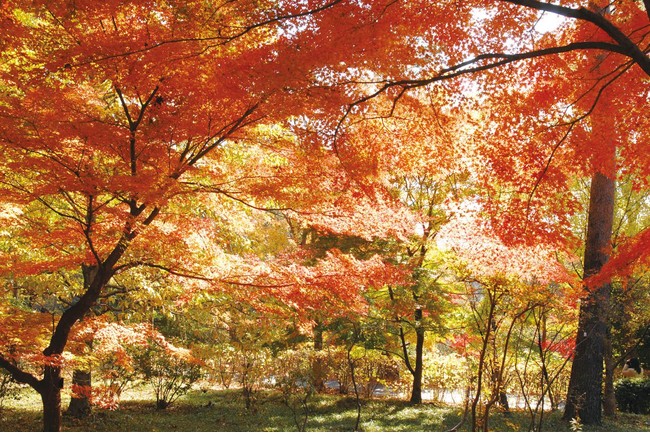 紅葉とイルミネーションの競演！約20種類・500本の「紅葉見ナイト（もみじみないと）」2021年11月15日（月）～26日（金）（国営武蔵丘陵森林公園）のサブ画像2_首都圏でも最大規模の品種数がそろう「カエデ園」