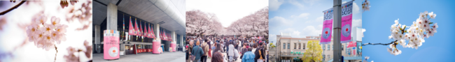 18回目を迎える国内最大級のクラシック音楽の祭典「東京・春・音楽祭2022」概要発表のサブ画像2_東京・春・音楽祭2021桜上野公園写真(c)飯田耕治