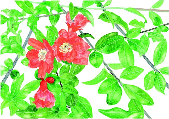【国立科学博物館】国立科学博物館主催 第38回 植物画コンクール 入選作品決定のサブ画像1
