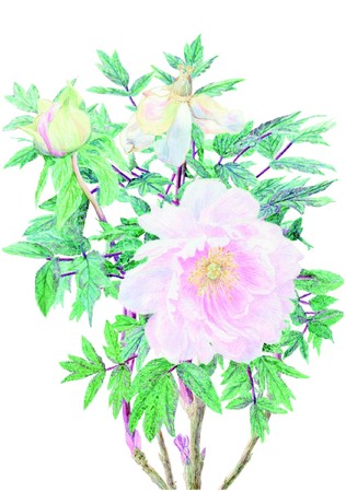 【国立科学博物館】国立科学博物館主催 第38回 植物画コンクール 入選作品決定のサブ画像2