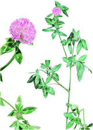 【国立科学博物館】国立科学博物館主催 第38回 植物画コンクール 入選作品決定のサブ画像4