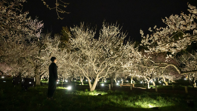 「チームラボ 偕楽園 光の祭」（茨城・水戸）、2022年も開催。開園180年の春の偕楽園をインタラクティブなアート空間に。2月1日から。会期中、3,000本の梅が次々に咲き渡る「水戸の梅まつり」も開催のサブ画像4
