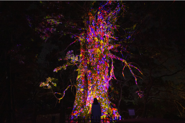 「チームラボ 偕楽園 光の祭」（茨城・水戸）、2022年も開催。開園180年の春の偕楽園をインタラクティブなアート空間に。2月1日から。会期中、3,000本の梅が次々に咲き渡る「水戸の梅まつり」も開催のサブ画像5