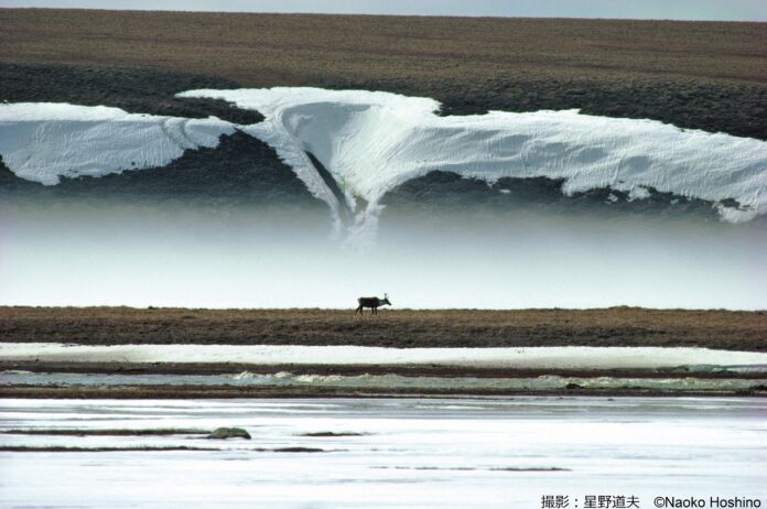 神奈川県で写真展 星野道夫「悠久の時を旅する」を開催！この冬、迫力満点のアラスカの大自然をご覧になりませんか？のメイン画像