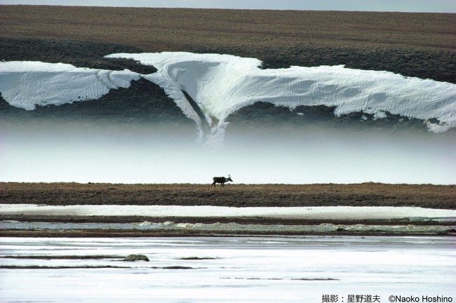 神奈川県で写真展 星野道夫「悠久の時を旅する」を開催！この冬、迫力満点のアラスカの大自然をご覧になりませんか？のサブ画像1