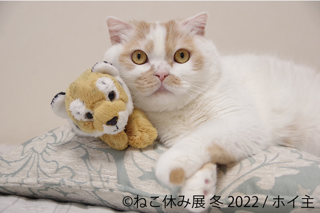 【猫の日限定企画も!】SNSで話題の猫写真&猫グッズが大集合する!「ねこ休み展」の新作展が1/28～東京&札幌で開催!のサブ画像3_ホイップ