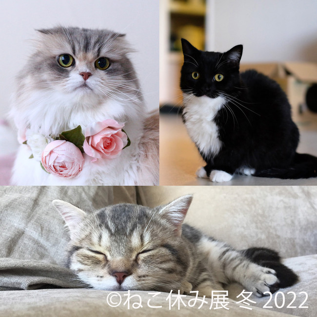 【猫の日限定企画も!】SNSで話題の猫写真&猫グッズが大集合する!「ねこ休み展」の新作展が1/28～東京&札幌で開催!のサブ画像4_スター猫集合
