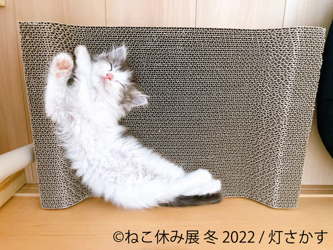 【猫の日限定企画も!】SNSで話題の猫写真&猫グッズが大集合する!「ねこ休み展」の新作展が1/28～東京&札幌で開催!のサブ画像5_りりちゃん