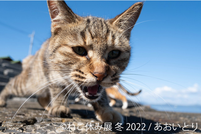 【猫の日限定企画も!】SNSで話題の猫写真&猫グッズが大集合する!「ねこ休み展」の新作展が1/28～東京&札幌で開催!のサブ画像6_あおいとり