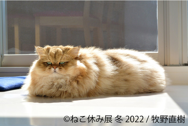 【猫の日限定企画も!】SNSで話題の猫写真&猫グッズが大集合する!「ねこ休み展」の新作展が1/28～東京&札幌で開催!のサブ画像8_ふーちゃん