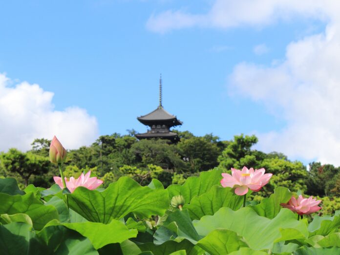 早朝に咲く大輪の蓮の花を満喫！横浜・三溪園 観蓮会　＜7/22～8/14の金・土・日・祝日のみ開催＞のメイン画像