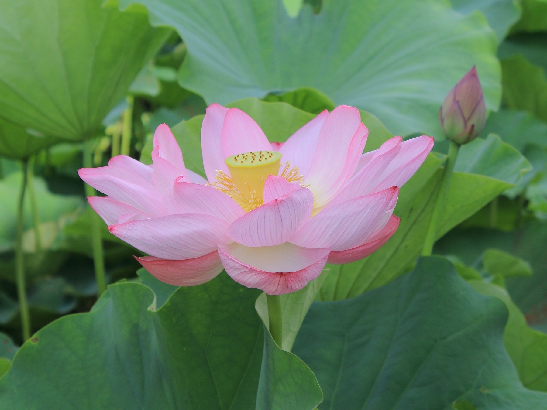 早朝に咲く大輪の蓮の花を満喫！横浜・三溪園 観蓮会　＜7/22～8/14の金・土・日・祝日のみ開催＞のサブ画像2