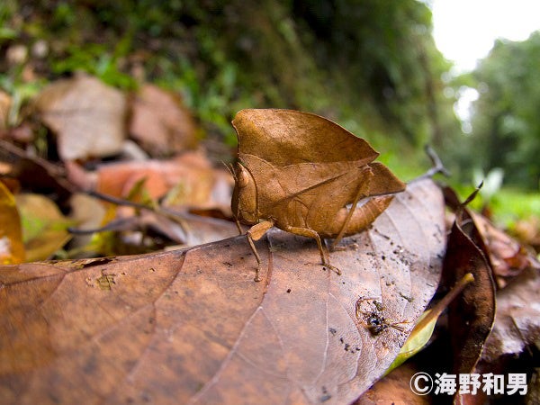 見破れるか？昆虫の生き残りをかけた高等戦略「ダマして生き延びる　昆虫の擬態」海野和男昆虫写真展のサブ画像3_カレハバッタ