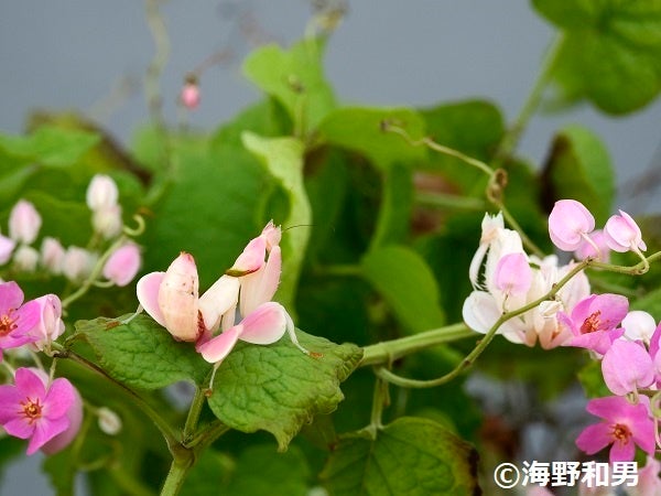 見破れるか？昆虫の生き残りをかけた高等戦略「ダマして生き延びる　昆虫の擬態」海野和男昆虫写真展のサブ画像4_ハナカマキリ