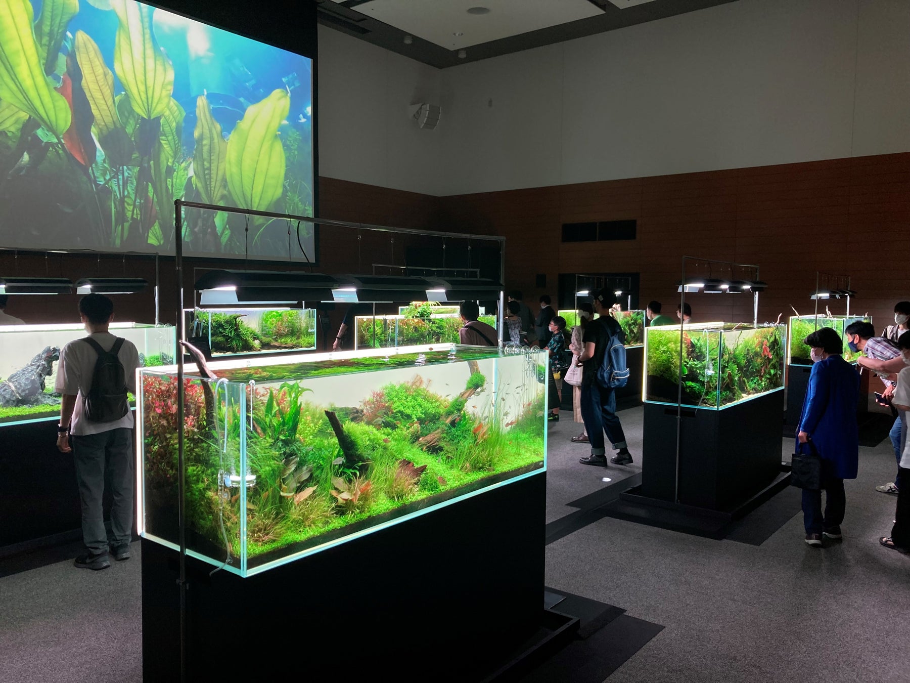 大阪の都心に【涼と癒しの自然空間】が出現！「ネイチャーアクアリウム展 2022 ⼤阪」会期終了まで残り1か月。のサブ画像1