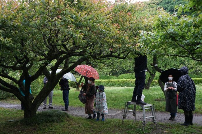この秋、小石川植物園に「植物と暮らし」の形が集結若手建築家ユニットKASAが手掛ける「小石川植物祭」に20組以上の出展者がエントリーのメイン画像