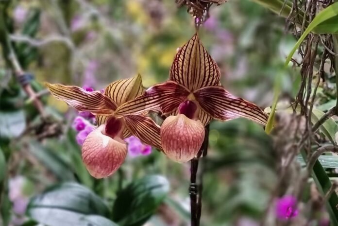 東京・豊洲のチームラボプラネッツ、花と一体化する庭園の作品《Floating Flower Garden》にて、世界にひとつしかない日本最大級のランを公開。のメイン画像