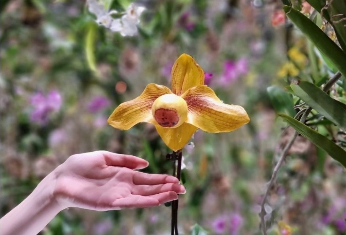 東京・豊洲のチームラボプラネッツ、花と一体化する庭園の作品《Floating Flower Garden》にて、世界にひとつしかない日本最大級のランを公開。のサブ画像3