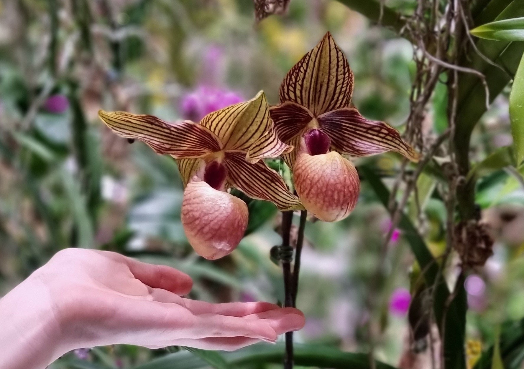 東京・豊洲のチームラボプラネッツ、花と一体化する庭園の作品《Floating Flower Garden》にて、世界にひとつしかない日本最大級のランを公開。のサブ画像4