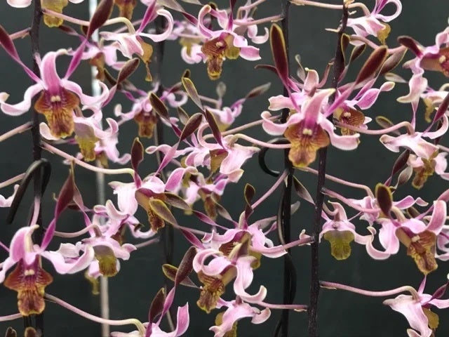 東京・豊洲のチームラボプラネッツ、花と一体化する庭園の作品《Floating Flower Garden》にて、世界にひとつしかない日本最大級のランを公開。のサブ画像5