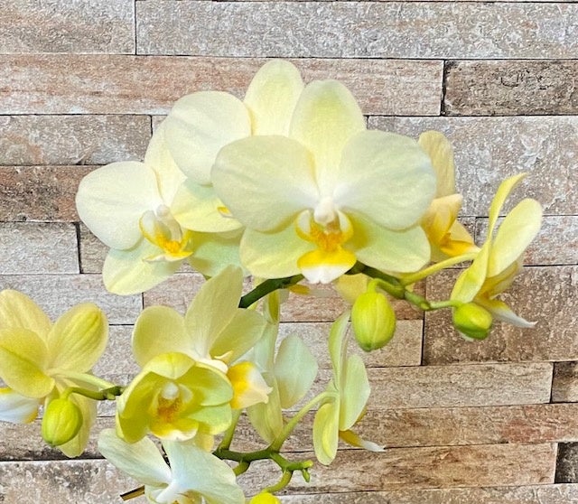東京・豊洲のチームラボプラネッツ、花と一体化する庭園の作品《Floating Flower Garden》にて、世界にひとつしかない日本最大級のランを公開。のサブ画像8
