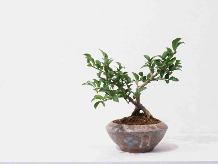 高橋星児の陶と草木の個展 「むべなるかな」をご案内します。のメイン画像