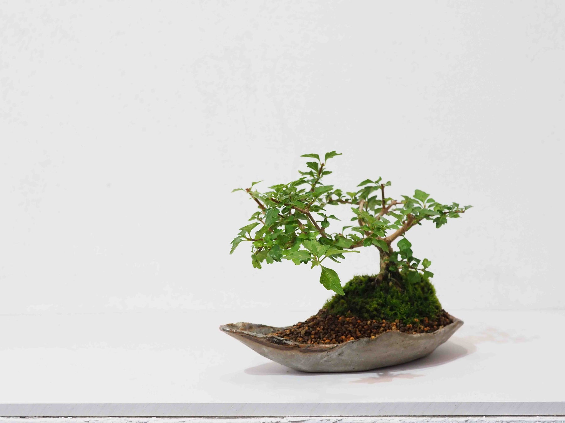 高橋星児の陶と草木の個展 「むべなるかな」をご案内します。のサブ画像2