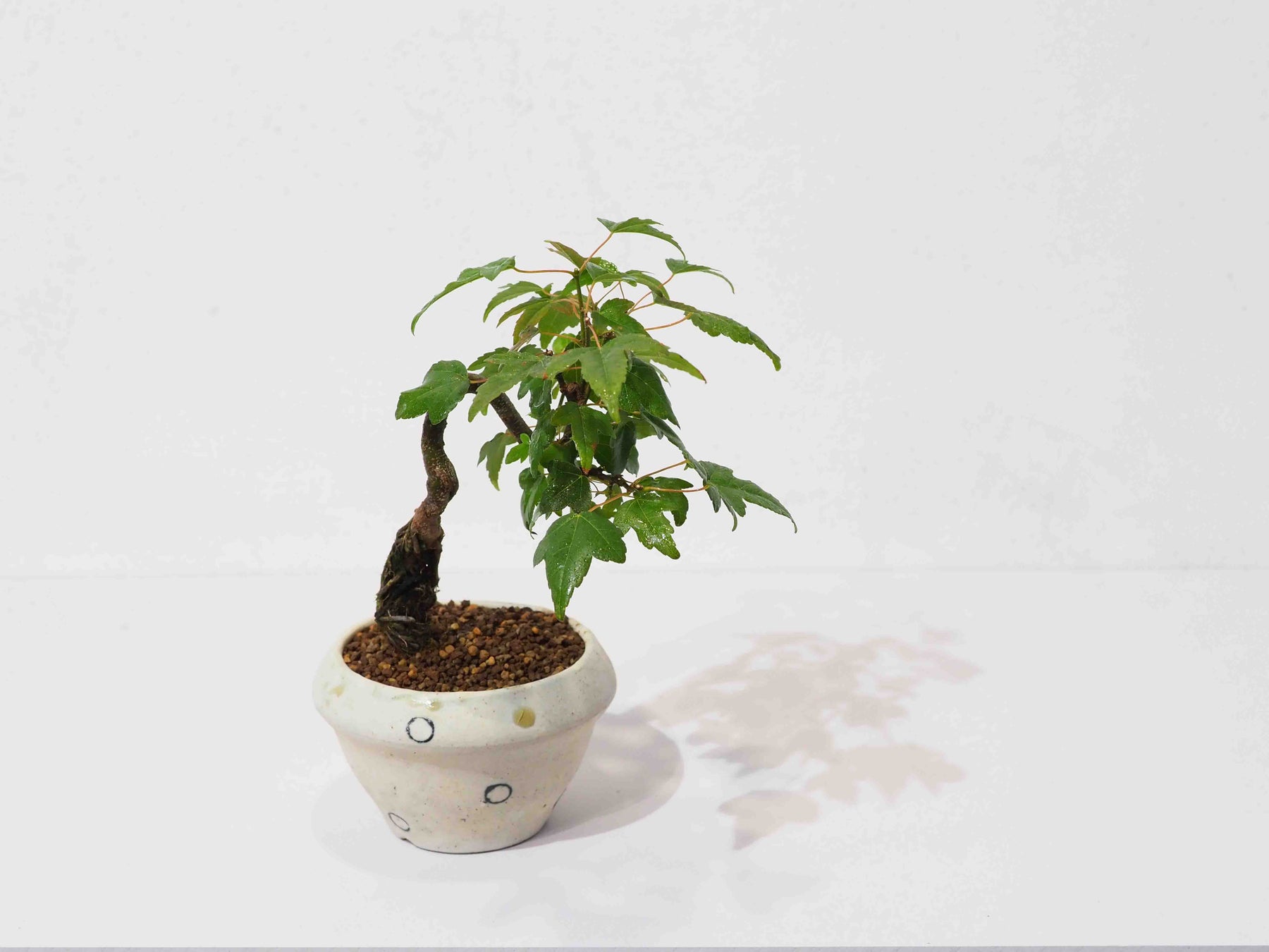 高橋星児の陶と草木の個展 「むべなるかな」をご案内します。のサブ画像3