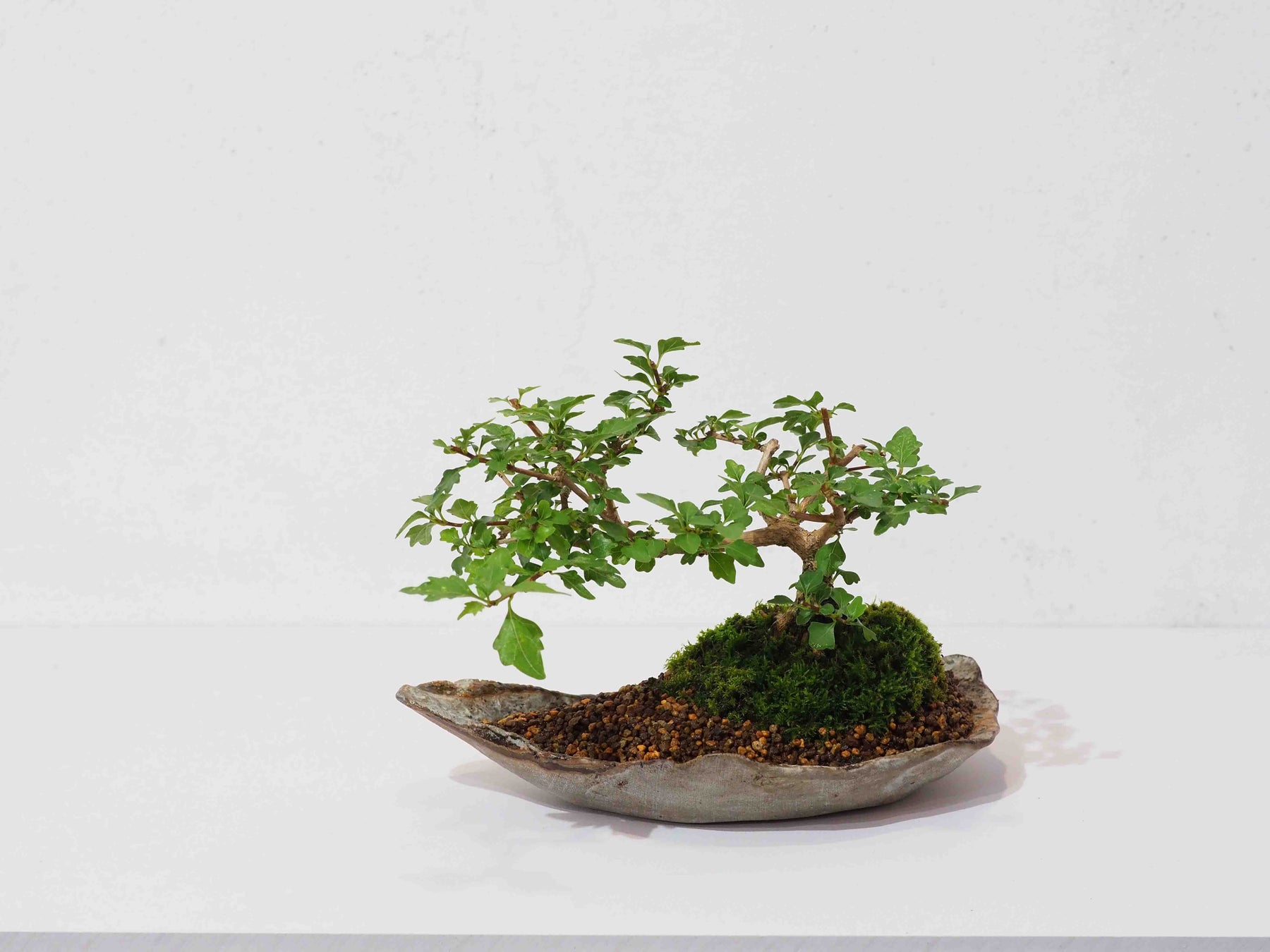 高橋星児の陶と草木の個展 「むべなるかな」をご案内します。のサブ画像4