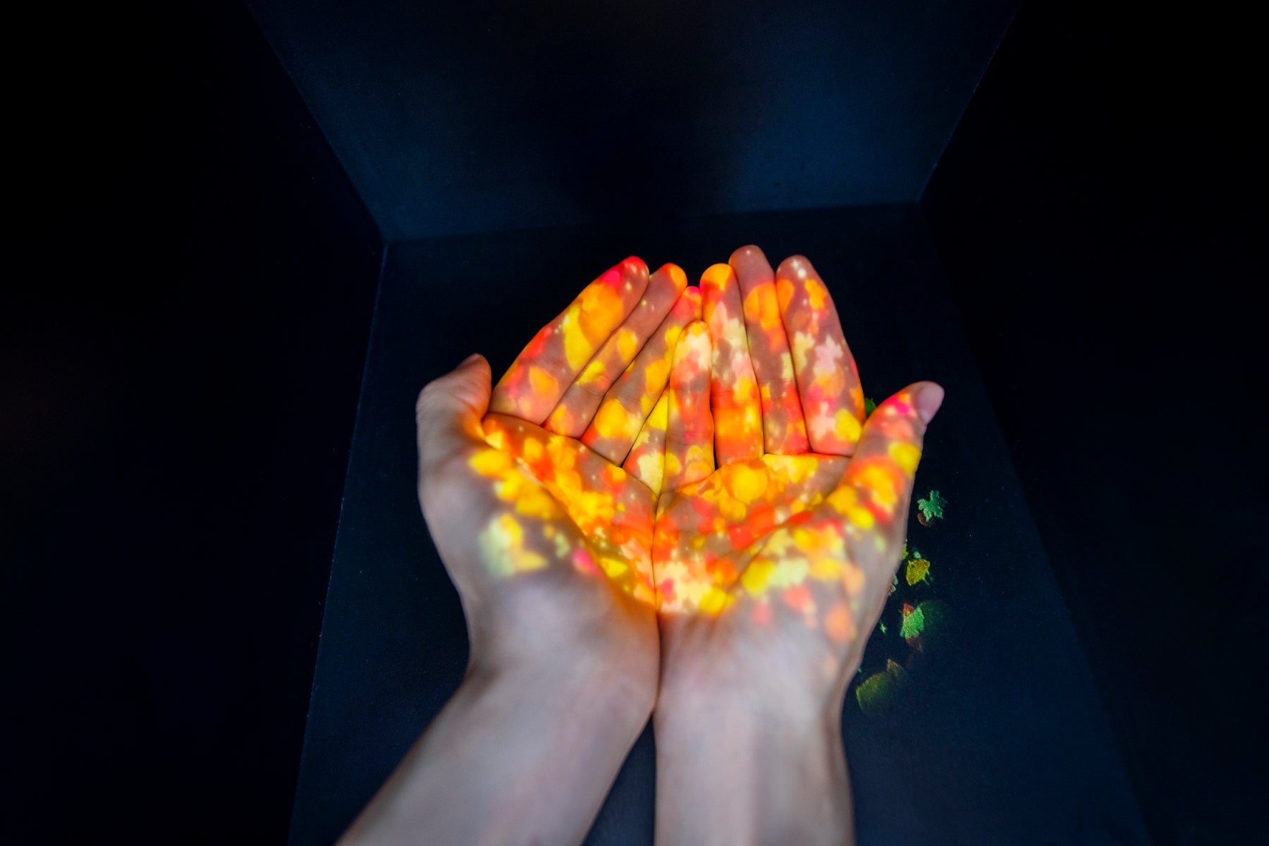秋の京都を代表するアートイベント『NAKED FLOWERS 2022 秋 世界遺産・二条城』開催決定のサブ画像7