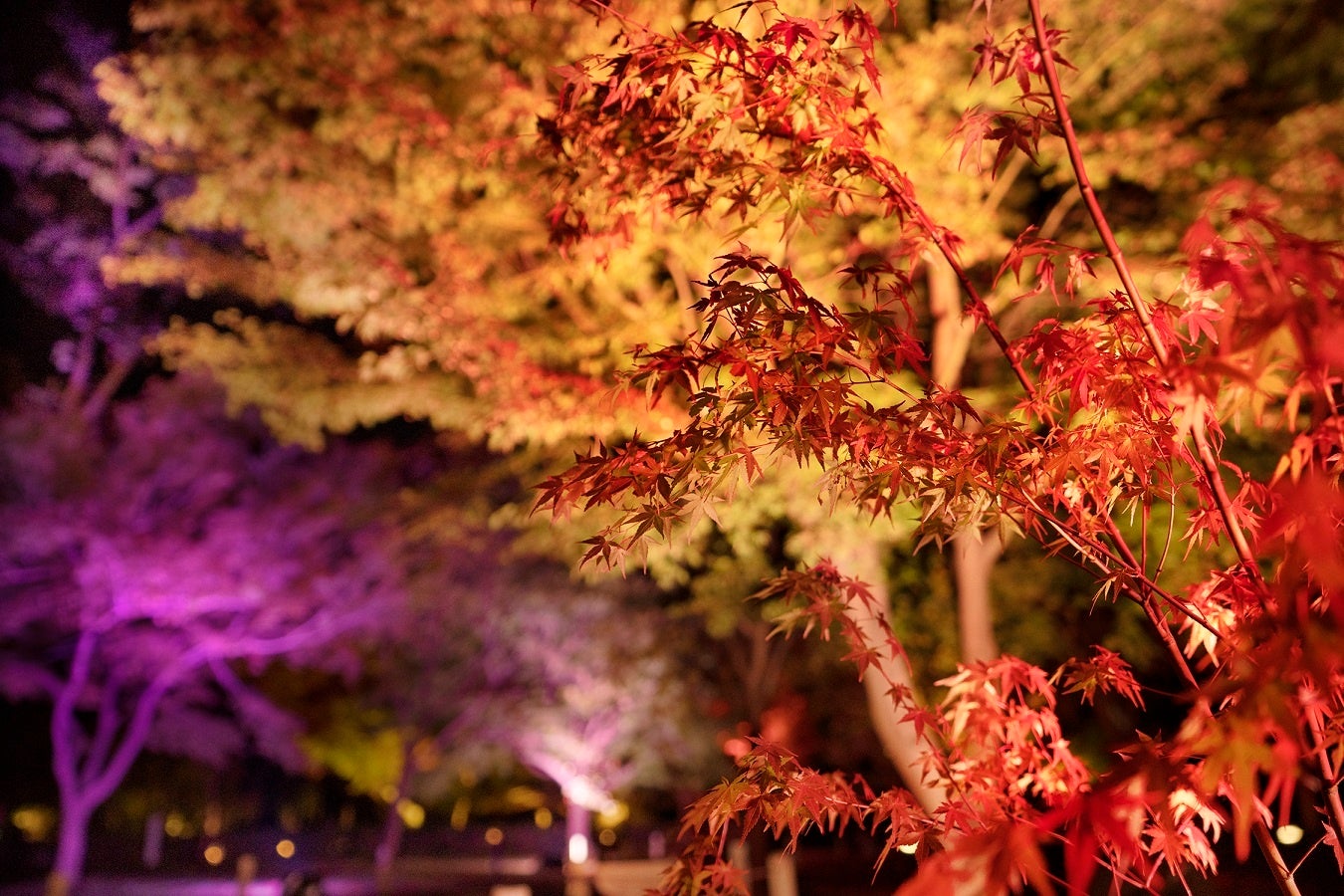 秋の京都を代表するアートイベント『NAKED FLOWERS 2022 秋 世界遺産・二条城』開催決定のサブ画像8