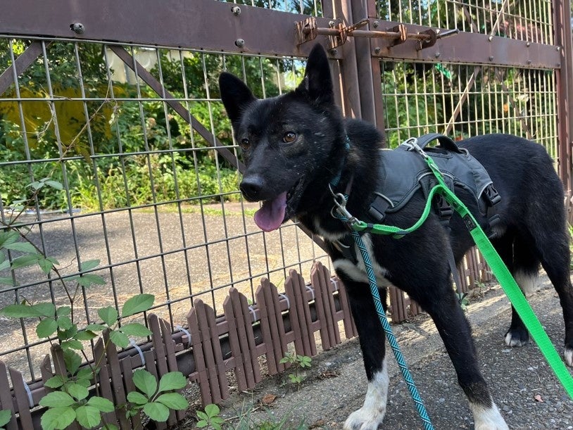 犬が自分のおしっこでアートを制作⁉保護犬の認知向上を目指す保護犬プロジェクトから保護犬アート集団「バークシー（Barksy）」誕生のサブ画像2