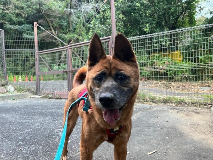 犬が自分のおしっこでアートを制作⁉保護犬の認知向上を目指す保護犬プロジェクトから保護犬アート集団「バークシー（Barksy）」誕生のサブ画像3
