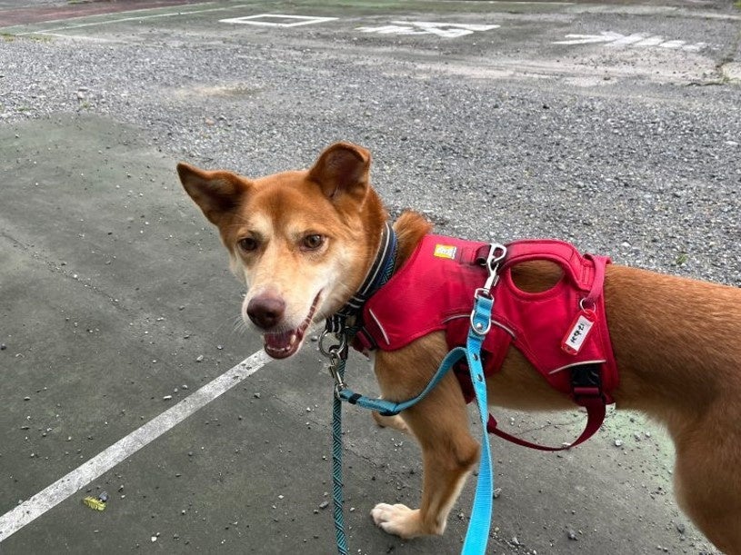 犬が自分のおしっこでアートを制作⁉保護犬の認知向上を目指す保護犬プロジェクトから保護犬アート集団「バークシー（Barksy）」誕生のサブ画像4