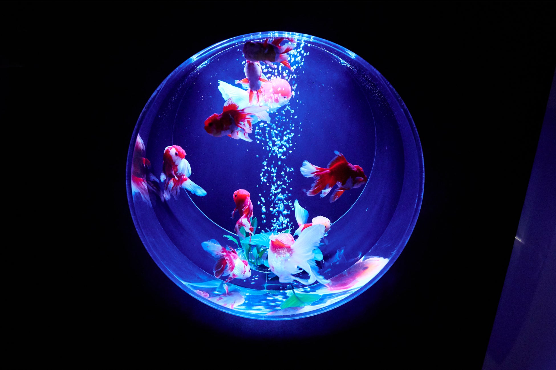 銀座で芸術の秋を楽しもう！「生命の宿る金魚アート」をアートアクアリウム美術館 GINZAで堪能のサブ画像2
